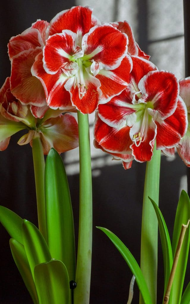 پیازهلندی اماریلیس