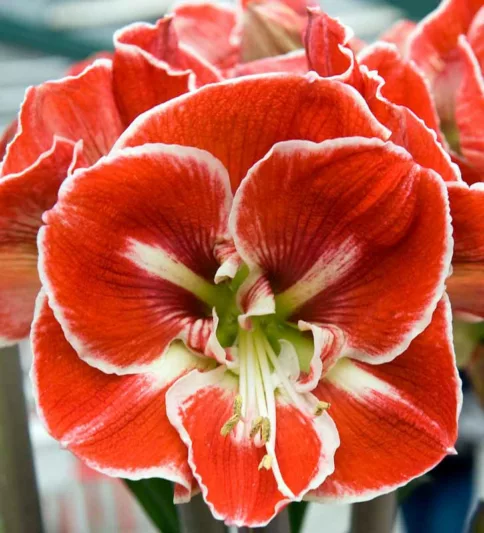 پیاز اماریلیس پرپر ۱