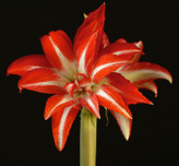 امارلیس پُرپَر قرمز سفید