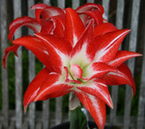 امارلیس پُرپَر قرمز سفید