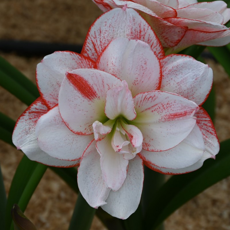 امارلیس پرگلبرگ