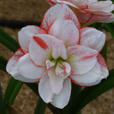 امارلیس پرگلبرگ