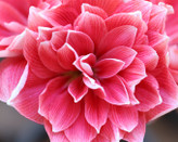 پیازاماریلیس پرپر