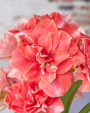 پیازاماریلیس پرپر