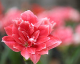 پیازاماریلیس پرپر