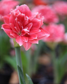 امارلیس قرمز پرپر