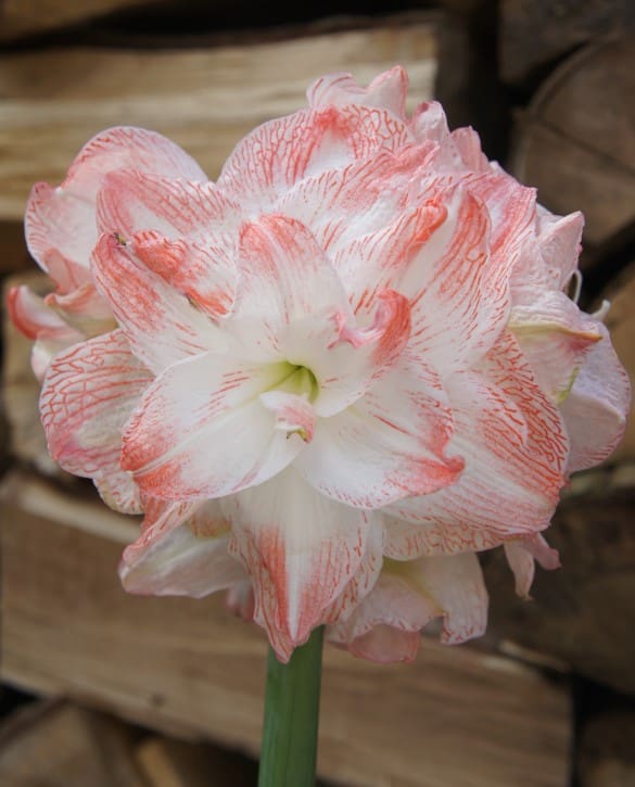 امارلیس دورگه صورتی سفید