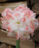 امارلیس دورگه صورتی سفید