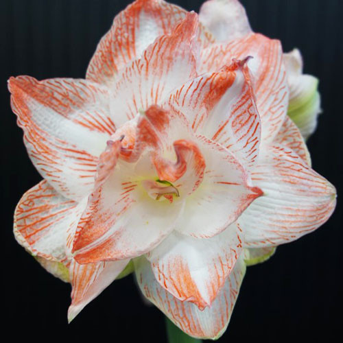 امارلیس هلندی united glory