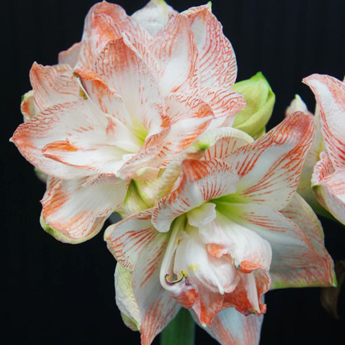 پیاز امارلیس دابل