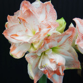 پیاز امارلیس دابل