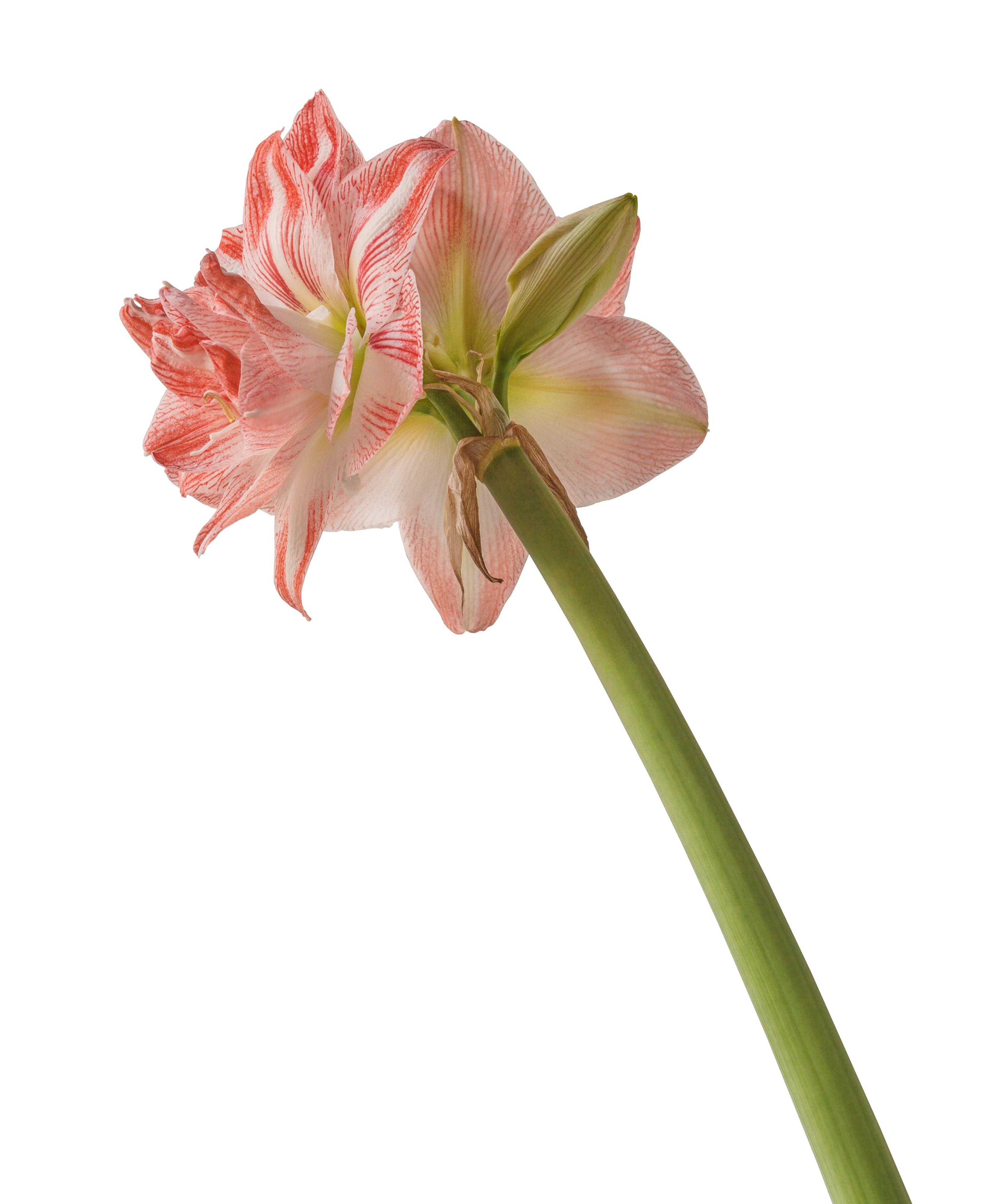 پیازاماریلیس هلندی پرپر