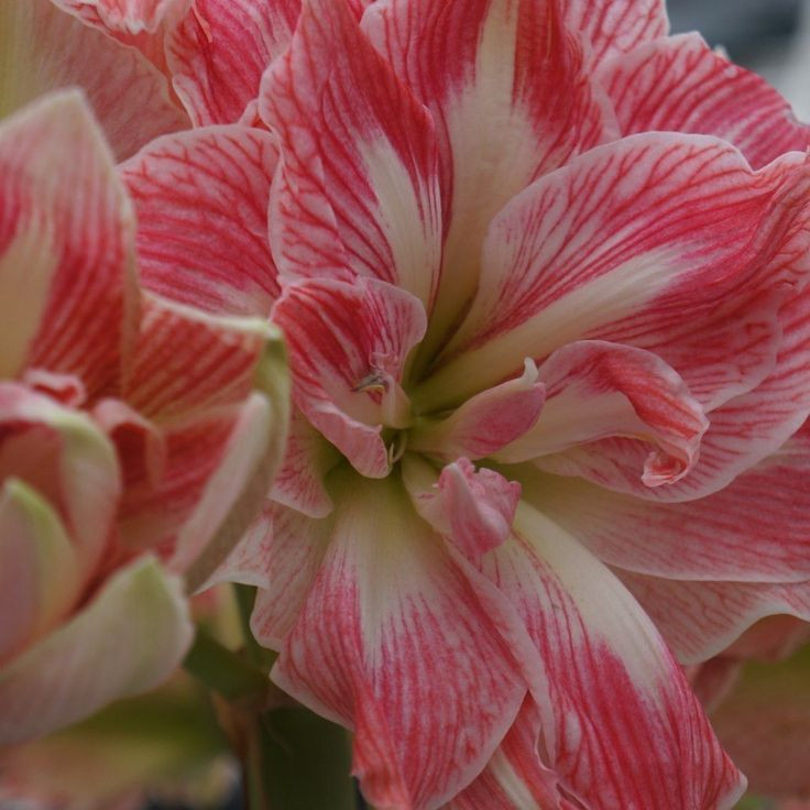 امارلیس هلندی پرپر