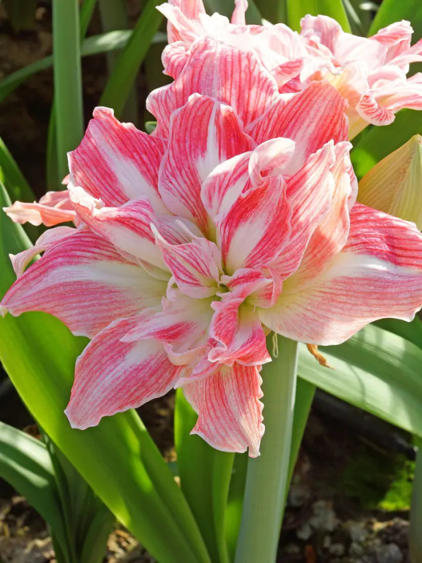 امارلیس هلندی صورتی ملیح