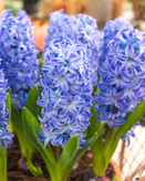 پیازسنبل عید