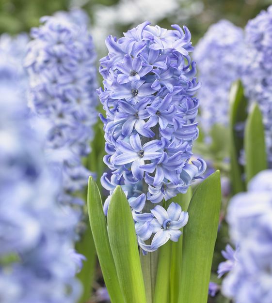 پیازسنبل آبی کمرنگ