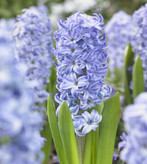 پیازسنبل آبی کمرنگ