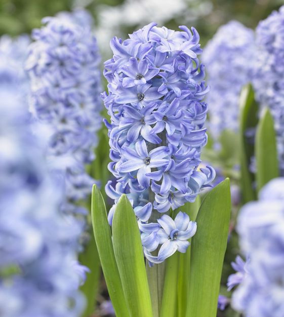 پیازسنبل آبی کمرنگ