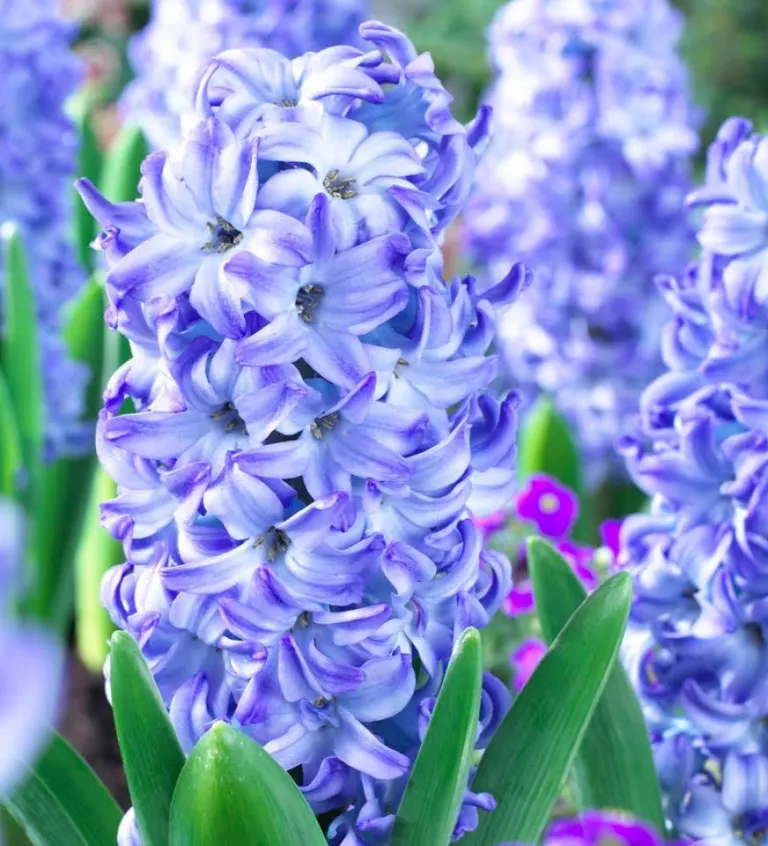 پیازسنبل عیدآبی