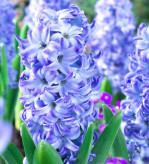 پیازسنبل عیدآبی