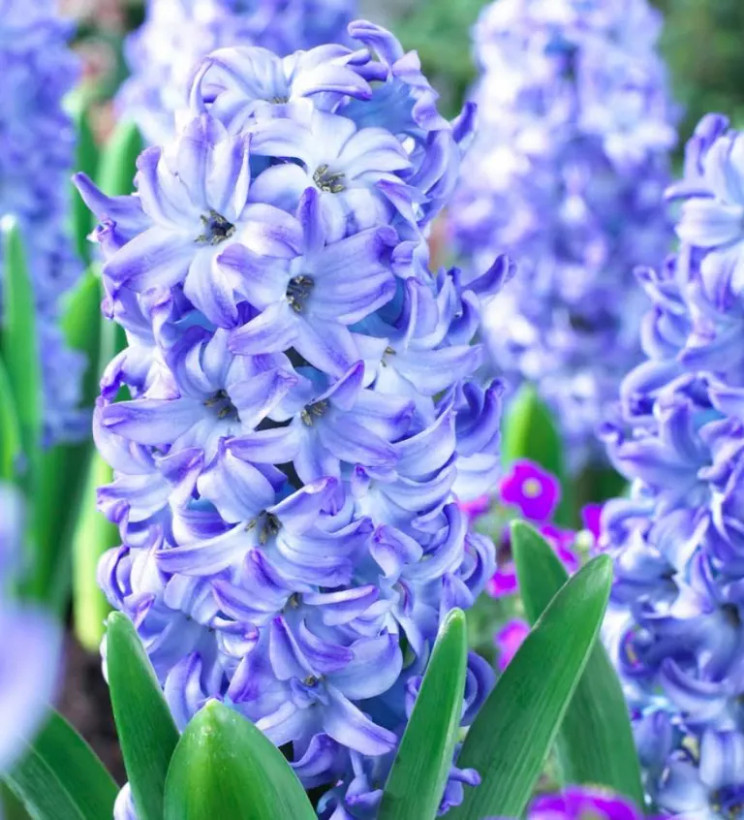 پیازسنبل عیدآبی