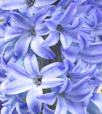 پیازسنبل هلندی آبی