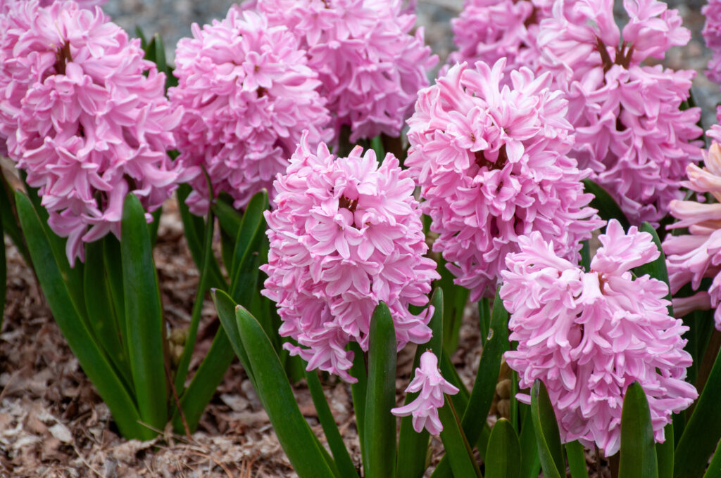 پیازسنبل عیدصورتی