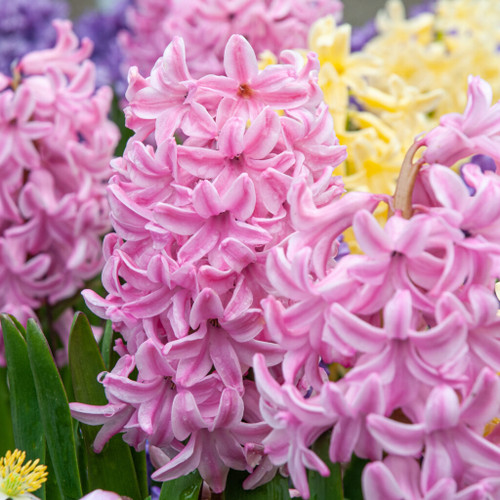 سنبل عیدصورتی