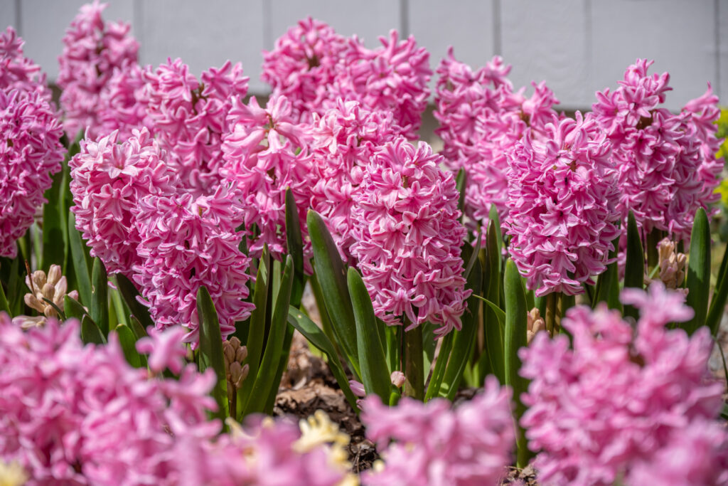 پیازسنبل هلندی صورتی