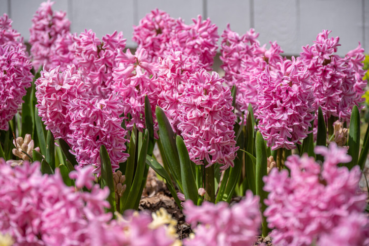 پیازسنبل هلندی صورتی