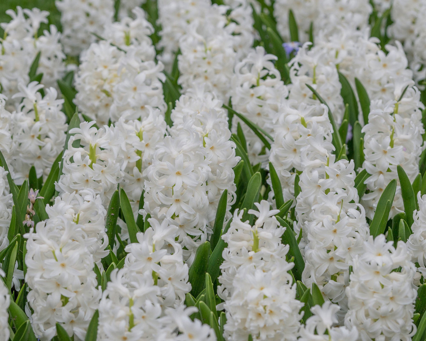 پیازسنبل هلندی سفید