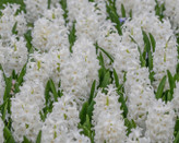 پیازسنبل هلندی سفید