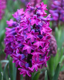 پیازسنبل بنفش