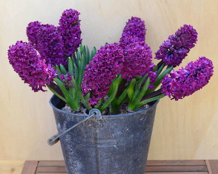 Jonboss hyacinth