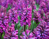 Hyacinth