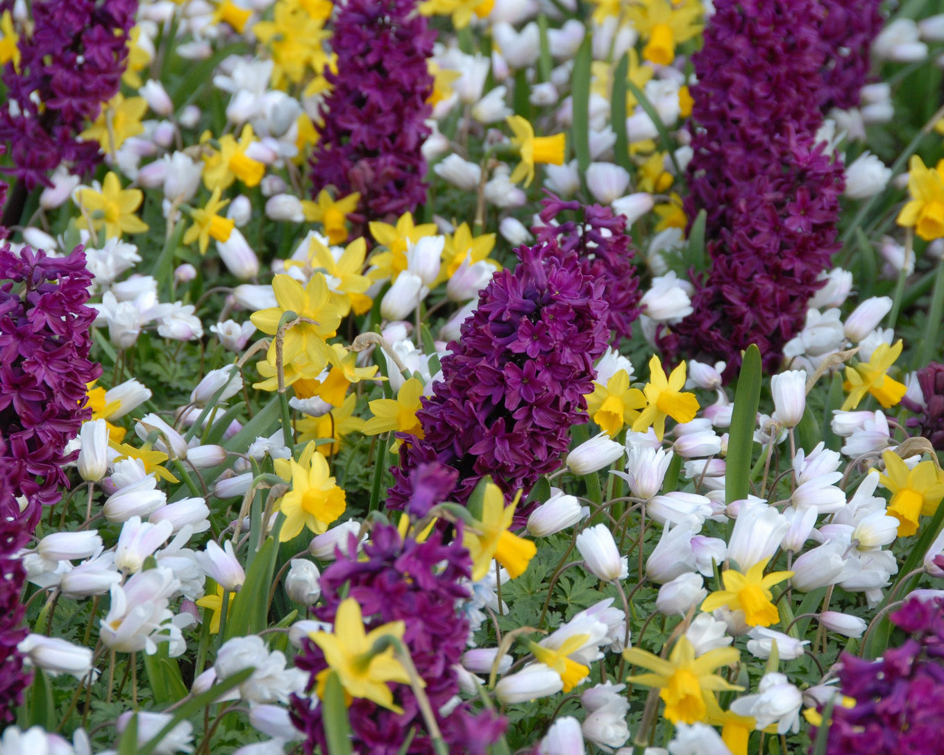 سنبل هلندی زرشکی