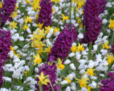 سنبل هلندی زرشکی