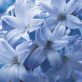 سنبل معطربنفش عید