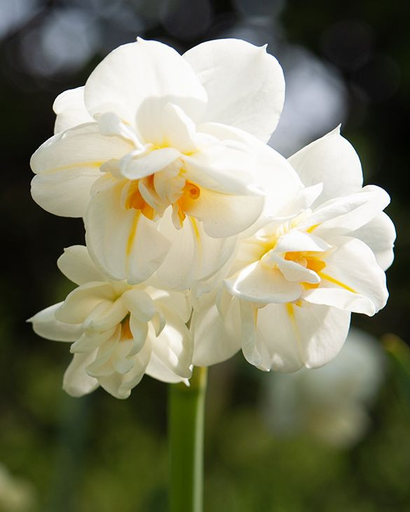 Sir Winston Churchil narcissus