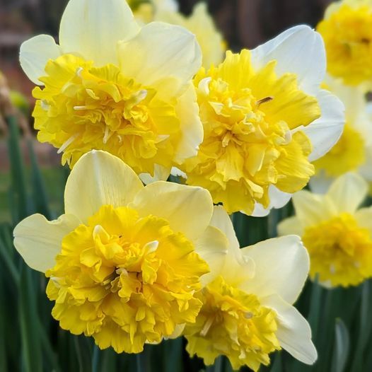 پیازنرگس هلندی full house