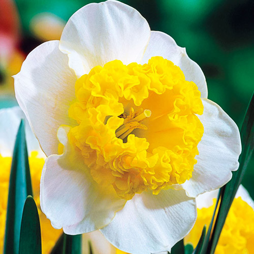 پیارنرگس هلندی Curly