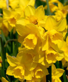 نرگس وارداتی