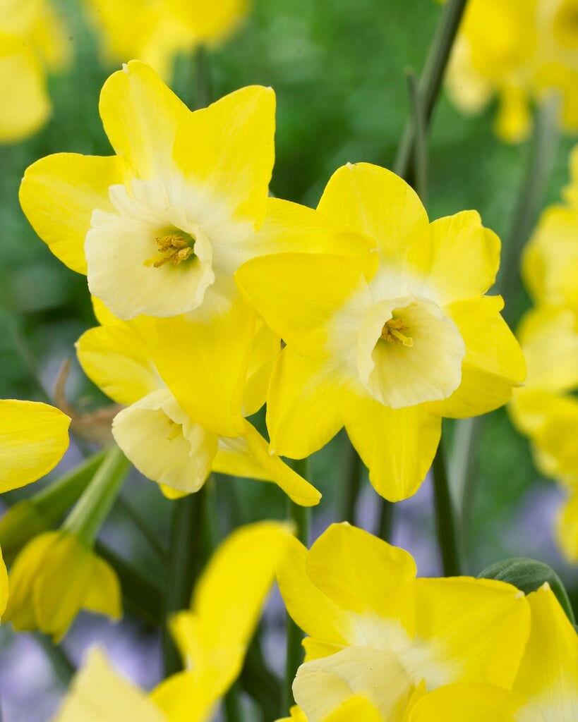 پیازنرگس هلندی (Regeneration)