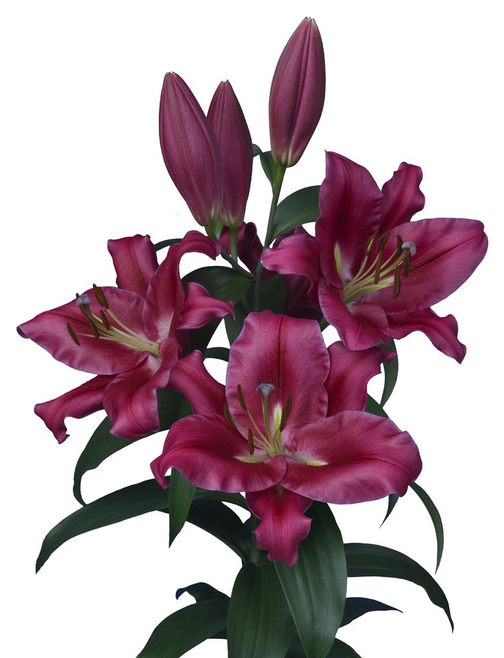 پیازلیلیوم قرمزهلندی