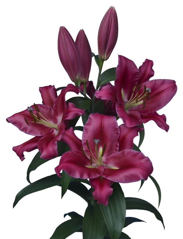 پیازلیلیوم قرمزهلندی