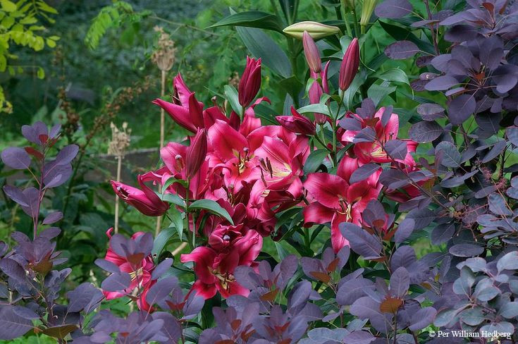 پیازلیلیوم قرمز معطر