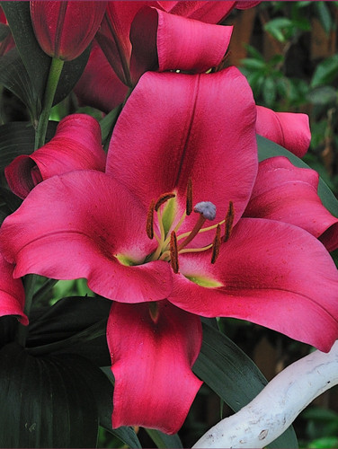 پیازلیلیوم اورینتال