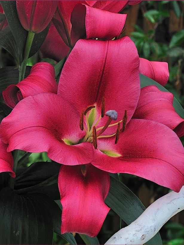 پیازلیلیوم اورینتال