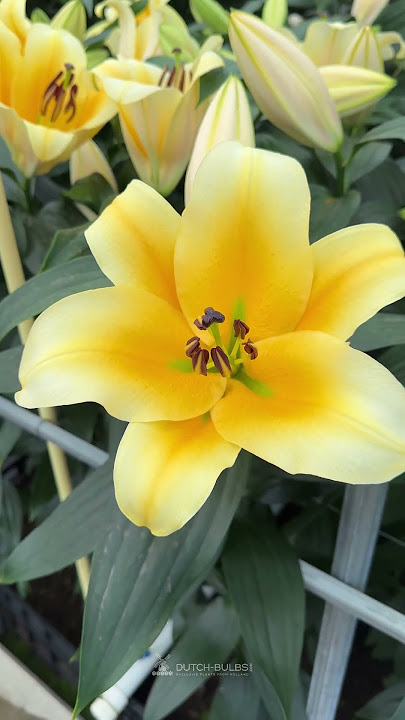 پیازگل لیلیوم هلندی Be mine