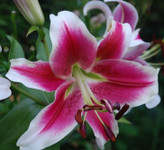 Oriental lily